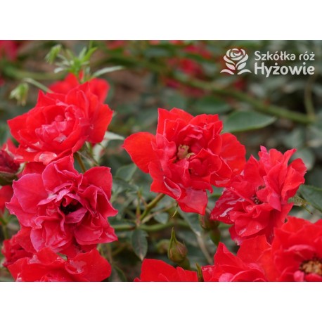 Lady in red™ Drobne kwiaty, intenesywnie czerwonej barwy, przyjemnie pachną. Niski krzew.