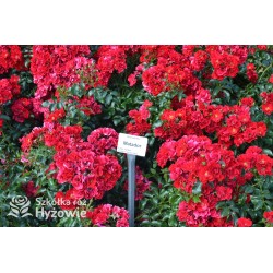 Matador® bogata liczba, drobnych , krwistoczerwonych kwiatów. Mocno zielone i grube liście. Niski krzew