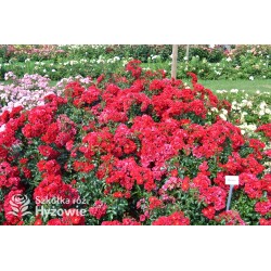 Matador® bogata liczba, drobnych , krwistoczerwonych kwiatów. Mocno zielone i grube liście. Niski krzew