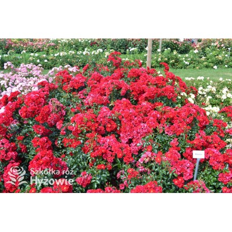 Matador® bogata liczba, drobnych , krwistoczerwonych kwiatów. Mocno zielone i grube liście. Niski krzew