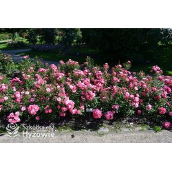 Mirato® Drobne, pełne kwiaty, różowej barwy, delikatnie pachnące. Błyszczący liść. Niski krzew.