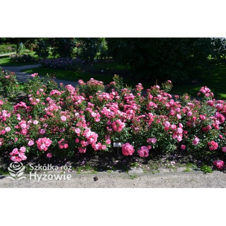 Mirato® Drobne, pełne kwiaty, różowej barwy, delikatnie pachnące. Błyszczący liść. Niski krzew.