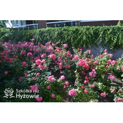 Mirato® Drobne, pełne kwiaty, różowej barwy, delikatnie pachnące. Błyszczący liść. Niski krzew.