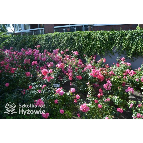 Mirato® Drobne, pełne kwiaty, różowej barwy, delikatnie pachnące. Błyszczący liść. Niski krzew.