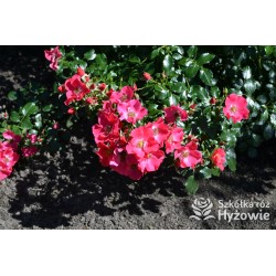 Stadt Rom® niesamowita liczba półpełnych kwiatów o ciemnoróżowej barwie. Mocno zielone liście. Niski krzew.