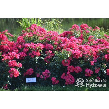 Stadt Rom® niesamowita liczba półpełnych kwiatów o ciemnoróżowej barwie. Mocno zielone liście. Niski krzew.