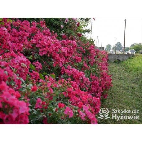 Stadt Rom® niesamowita liczba półpełnych kwiatów o ciemnoróżowej barwie. Mocno zielone liście. Niski krzew.