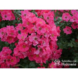 Stadt Rom® niesamowita liczba półpełnych kwiatów o ciemnoróżowej barwie. Mocno zielone liście. Niski krzew.