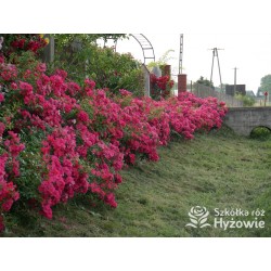 Stadt Rom® niesamowita liczba półpełnych kwiatów o ciemnoróżowej barwie. Mocno zielone liście. Niski krzew.