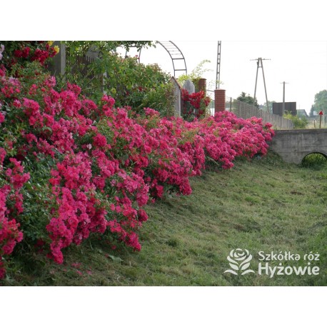 Stadt Rom® niesamowita liczba półpełnych kwiatów o ciemnoróżowej barwie. Mocno zielone liście. Niski krzew.