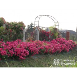 Stadt Rom® niesamowita liczba półpełnych kwiatów o ciemnoróżowej barwie. Mocno zielone liście. Niski krzew.