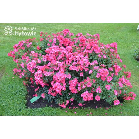 Stadt Rom® niesamowita liczba półpełnych kwiatów o ciemnoróżowej barwie. Mocno zielone liście. Niski krzew.