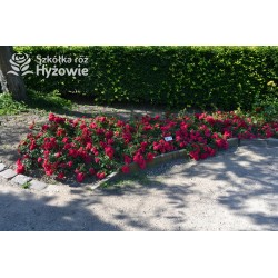 Gärtnerfreude® / Toscana® Drobne, pełne kwiaty, malinowej barwy. Ciemne, błyszczące liście. Niski krzew.