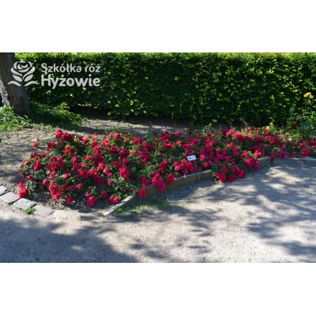 Gärtnerfreude® / Toscana® Drobne, pełne kwiaty, malinowej barwy. Ciemne, błyszczące liście. Niski krzew.