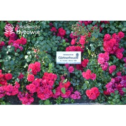 Gärtnerfreude® / Toscana® Drobne, pełne kwiaty, malinowej barwy. Ciemne, błyszczące liście. Niski krzew.