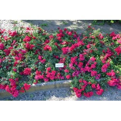 Gärtnerfreude® / Toscana® Drobne, pełne kwiaty, malinowej barwy. Ciemne, błyszczące liście. Niski krzew.