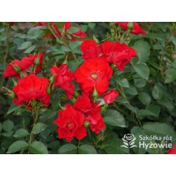 Paprika® Duże kwiaty , czerwonej barwy. Średniej wysokości krzew.