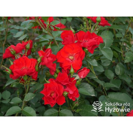 Paprika® Duże kwiaty , czerwonej barwy. Średniej wysokości krzew.