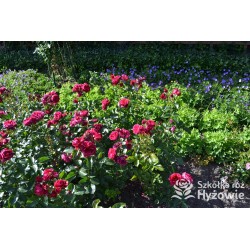 Soul® Duże, nabite płatkami kwiaty o fioletowej barwie , mocno pachnące. Średniej wysokości krzew.