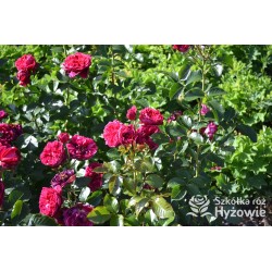 Soul® Duże, nabite płatkami kwiaty o fioletowej barwie , mocno pachnące. Średniej wysokości krzew.