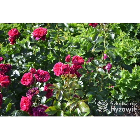 Soul® Duże, nabite płatkami kwiaty o fioletowej barwie , mocno pachnące. Średniej wysokości krzew.