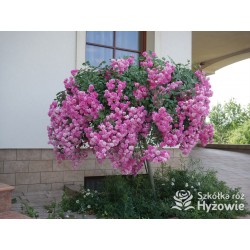 Malinowa, korona silnie zwisająca Drobne, pełne kwiaty, malinowej barwy. Róża pienna.