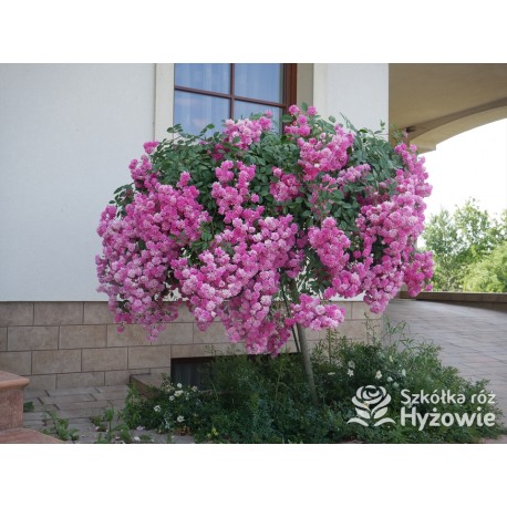 Malinowa, korona silnie zwisająca Drobne, pełne kwiaty, malinowej barwy. Róża pienna.