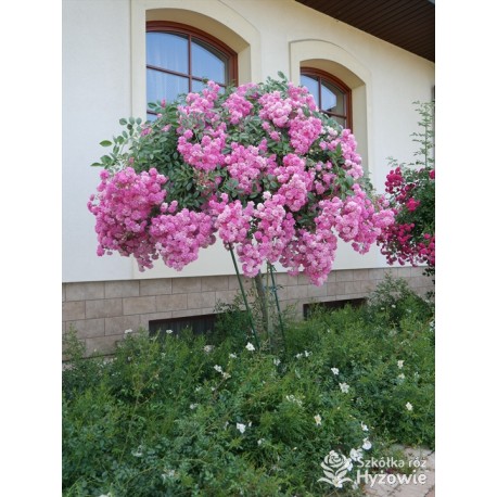 Malinowa, korona silnie zwisająca Drobne, pełne kwiaty, malinowej barwy. Róża pienna.