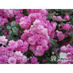 Malinowa, korona silnie zwisająca Drobne, pełne kwiaty, malinowej barwy. Róża pienna.