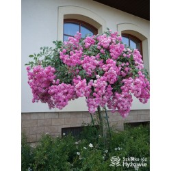 Malinowa, korona silnie zwisająca Drobne, pełne kwiaty, malinowej barwy. Róża pienna.