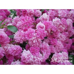 Malinowa, korona silnie zwisająca Drobne, pełne kwiaty, malinowej barwy. Róża pienna.