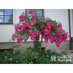 Ciemnoróżowa, silnie zwisająca Drobne, pełne kwiatuszki, ciemnoróżowej barwy. Róża pienna.