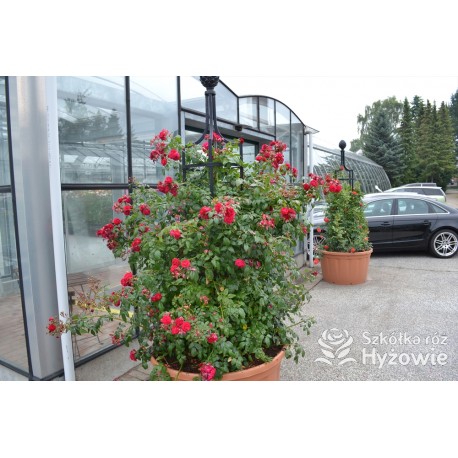 Lola® Drobne kwiatuszki, malinowej barwy, bardzo przyjemnie pachnie. Wysoki krzew.