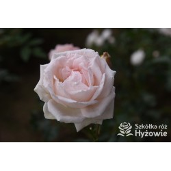 'New Dawn' duży, pełny, mocno pachnący o jasnoróżowej barwie kwiat. Błyszczący liść. Wysoki krzew.