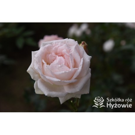 'New Dawn' duży, pełny, mocno pachnący o jasnoróżowej barwie kwiat. Błyszczący liść. Wysoki krzew.