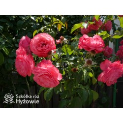 Rosanna® Duży, mocno pełny kwiat, o różowo-łososiowej barwie, przyjemnym zapachu. Wysoki krzew.