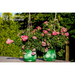 Rosarium Uetersen®. Kwiaty pokaźne, malinowej barwy, szczelnie wypełnione płatkami, o bardzo przyjemnym zapachu. Wysoki krzew