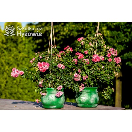 Rosarium Uetersen®. Kwiaty pokaźne, malinowej barwy, szczelnie wypełnione płatkami, o bardzo przyjemnym zapachu. Wysoki krzew