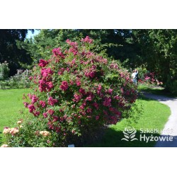 'Super Excelsa' Drobne, pełne kwiaty, o ciemnoróżowej barwie. Wysoki krzew.