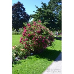 'Super Excelsa' Drobne, pełne kwiaty, o ciemnoróżowej barwie. Wysoki krzew.