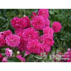 'Super Excelsa' Drobne, pełne kwiaty, o ciemnoróżowej barwie. Wysoki krzew.