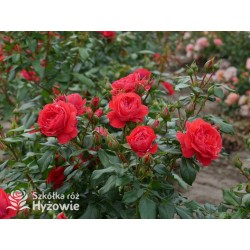 Cherry Girl® Duże kwiaty, wiśniowej barwy, szczelnie wypełnione płatkami, o przyjemnym zapachu. Błyszczące liście. Niski krzew