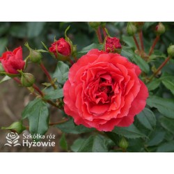 Cherry Girl® Duże kwiaty, wiśniowej barwy, szczelnie wypełnione płatkami, o przyjemnym zapachu. Błyszczące liście. Niski krzew