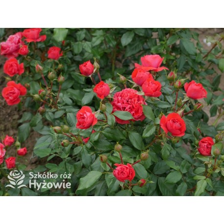 Cherry Girl® Duże kwiaty, wiśniowej barwy, szczelnie wypełnione płatkami, o przyjemnym zapachu. Błyszczące liście. Niski krzew