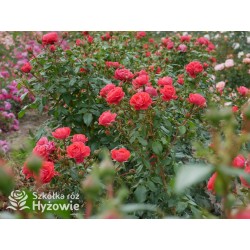 Cherry Girl® Duże kwiaty, wiśniowej barwy, szczelnie wypełnione płatkami, o przyjemnym zapachu. Błyszczące liście. Niski krzew