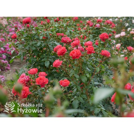 Cherry Girl® Duże kwiaty, wiśniowej barwy, szczelnie wypełnione płatkami, o przyjemnym zapachu. Błyszczące liście. Niski krzew