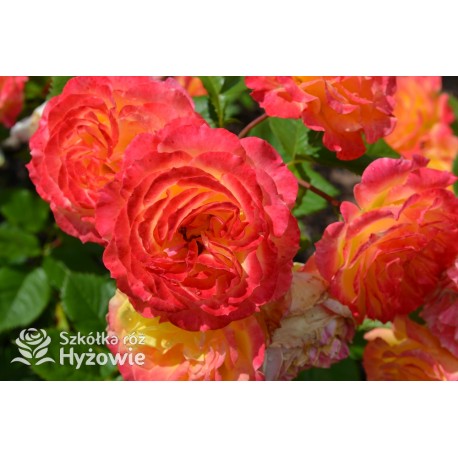 Gartenspaẞ® Duże, pełne, zbite  kwiaty o herbacianej barwie i przyjemnym zapachu. Niski krzew.