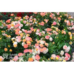 Gartenspaẞ® Duże, pełne, zbite  kwiaty o herbacianej barwie i przyjemnym zapachu. Niski krzew.