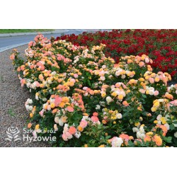 Gartenspaẞ® Duże, pełne, zbite  kwiaty o herbacianej barwie i przyjemnym zapachu. Niski krzew.