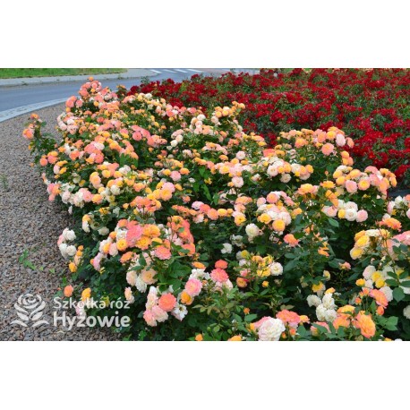 Gartenspaẞ® Duże, pełne, zbite  kwiaty o herbacianej barwie i przyjemnym zapachu. Niski krzew.